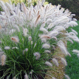 Pennisetum alopecuroides 'Compressum' - Herbe aux écouvillons blancs