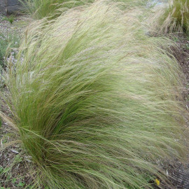 Stipa tenuissima 'Pony Tails' - Cheveux d'ange - Petite avoine