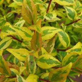 Abelia grandiflora 'Francis Mason' - Abélia panaché jaune