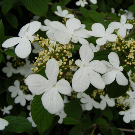 Viburnum plicatum 'Lanarth' * - Viorne de Chine