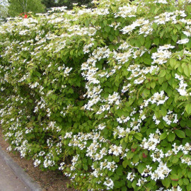 Viburnum plicatum 'Lanarth' * - Viorne de Chine