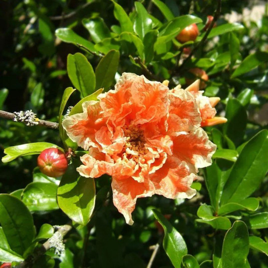 Punica granatum 'Legrelliae' - Grenadier à fleurs bicolores - Grenade