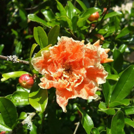 Punica granatum 'Legrelliae' - Grenadier à fleurs bicolores - Grenade