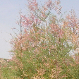 Tamarix africana - Tamaris de printemps blanc rose