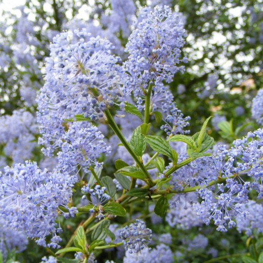 Ceanothus 'burkwoodii' - Céanothe persistante d'été - Lilas de Californie bleu