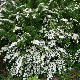 Spiraea vanhouttei - Spirée hybride blanche de Van Houtte