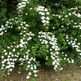 Spiraea vanhouttei - Spirée hybride blanche de Van Houtte