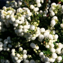 Pernettya mucronata 'Alba' - Gaultheria blanc