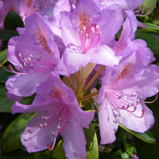 Rhododendron ponticum * - Rhododendron pontique violet