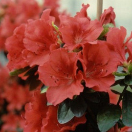 Azalea japonica 'Fêtes des Mères' * - Azalée japonaise persistante rouge