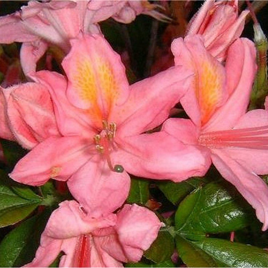 Rhododendron viscosa 'Jolie Madame' * - Azalée hybride caduque rose
