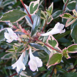 Abelia grandiflora 'Variegata' - Abélia panaché