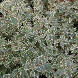 Abelia grandiflora 'Variegata' - Abélia panaché
