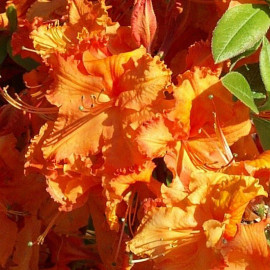 Rhododendron exbury 'Glowing Embers' * - Azalée hybride caduque orange