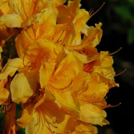 Rhododendron mollis 'Golden Eagle' * - Azalée de Chine caduque jaune