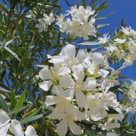 Nerium oleander 'Alsace' - Laurier rose à fleurs blanches - Rosage simple