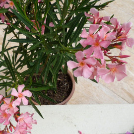 Nerium oleander 'Dr Ragione' - Laurier rose à fleurs saumon