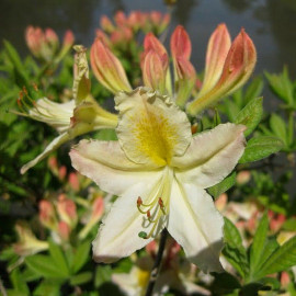 Rhododendron mollis 'Daviesii' * - Azalée de Chine caduque blanc