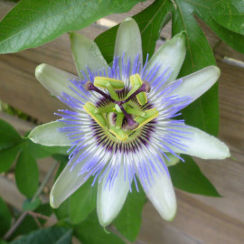Passiflora caerulea - Passiflore grimpante bleue - Fleur de la passion