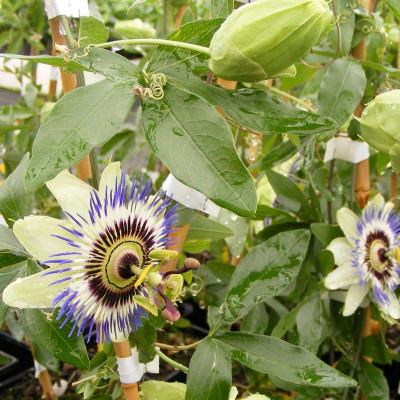Passiflore bleue, Fleur de la passion - Passiflora caerulea