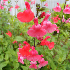 Salvia microphylla 'Grahamii' - Sauge arbustive rouge de Graham