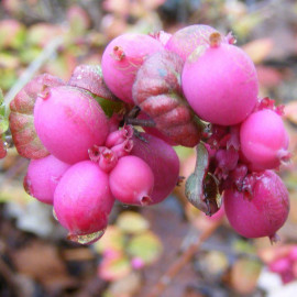 Symphoricarpos doorenbosii 'Magic Berry' - Symphorine rouge
