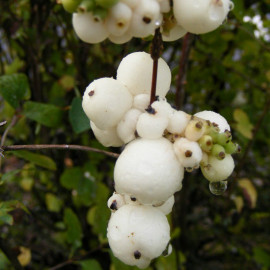 Symphoricarpos doorenbosii 'White Edge' - Symphorine blanche