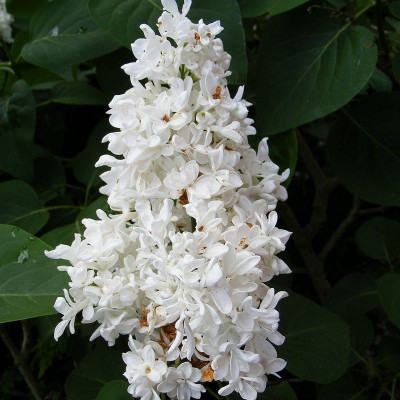 Syringa vulgaris 'Madame Lemoine' - Lilas blanc à fleurs doubles