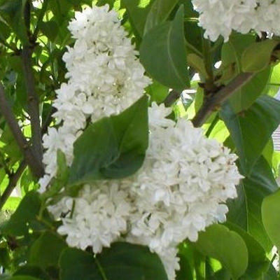 Lilas blanc parfumé - Achat Syringa vulgaris 'Madame Lemoine'