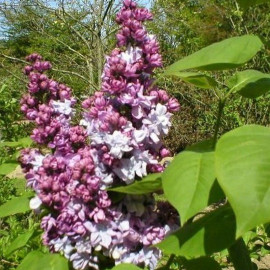 Syringa vulgaris 'Katherine Havemeyer' - Lilas commun à fleurs doubles violet