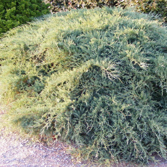 Juniperus virginiana 'Grey Owl' - Genévrier de Virginie bleu rampant