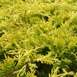 Juniperus media 'Old Gold' - Genévrier jaune rampant