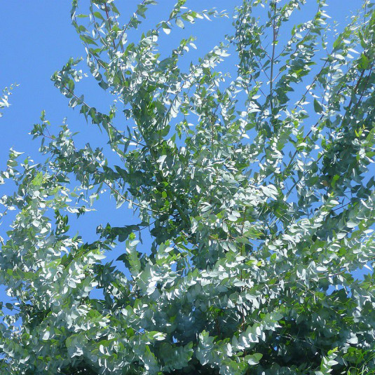 Eucalyptus gunnii - Gommier cidre à feuilles bleues