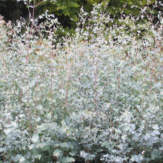 Eucalyptus gunnii Vente Gommier bleu — free download