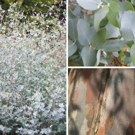 Eucalyptus gunnii - Gommier cidre à feuilles bleues