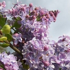 Syringa vulgaris 'Michel Buchner' - Lilas bleu parfumé fleurs doubles