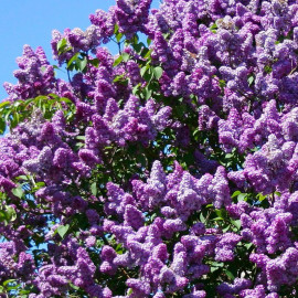 Syringa vulgaris 'Michel Buchner' - Lilas bleu parfumé fleurs doubles