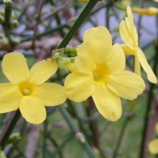 Jasminum nudiflorum - Jasmin d'hiver jaune