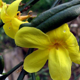 Jasminum nudiflorum - Jasmin d'hiver jaune