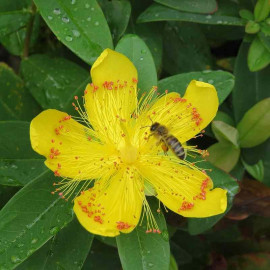 Hypericum calycinum - Millepertuis jaune rampant - Rose de Sharon
