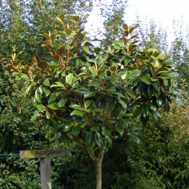Magnolia grandiflora 'Nannetensis' - Magnolia double blanc 'Le Nantais'