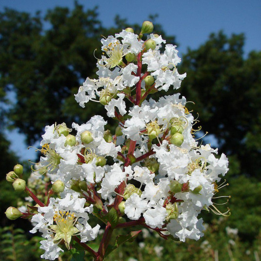 Lagerstroemia indica 'Nivea' - Lilas des Indes blanc - Lilas d'été