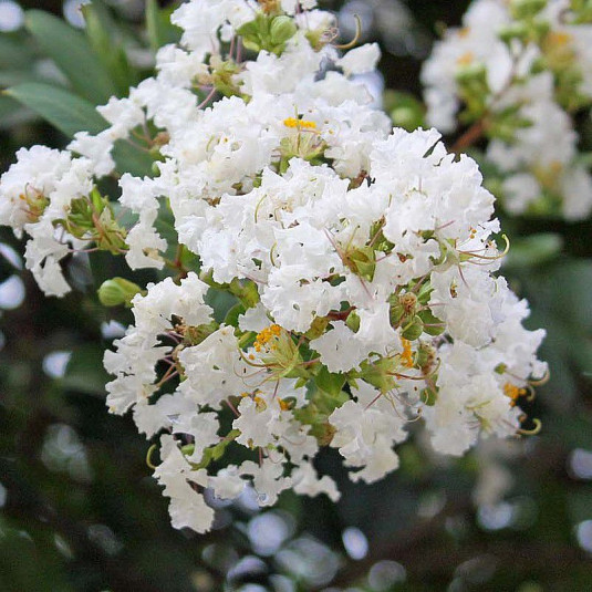 Lilas Des Indes Blanc
