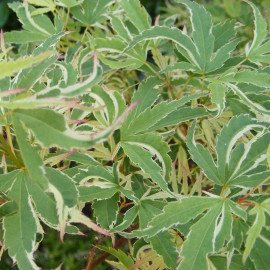 Acer palmatum 'Butterfly' - Erable du Japon panaché issu de GREFFE