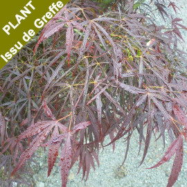 Acer palmatum 'Dissectum Garnet' - Erable du Japon lacinié pourpre