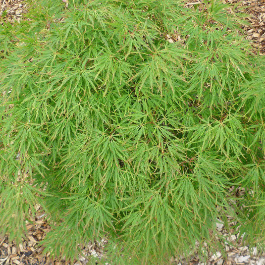 Acer palmatum 'Dissectum Viridis' - Erable du Japon vert issu de GREFFE