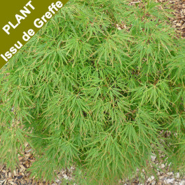 Acer palmatum 'Dissectum Viridis' - Erable du Japon vert issu de GREFFE