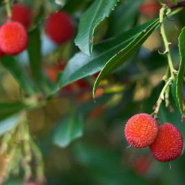 Arbutus unedo 'Rubra' - Arbousier - Arbre aux fraises