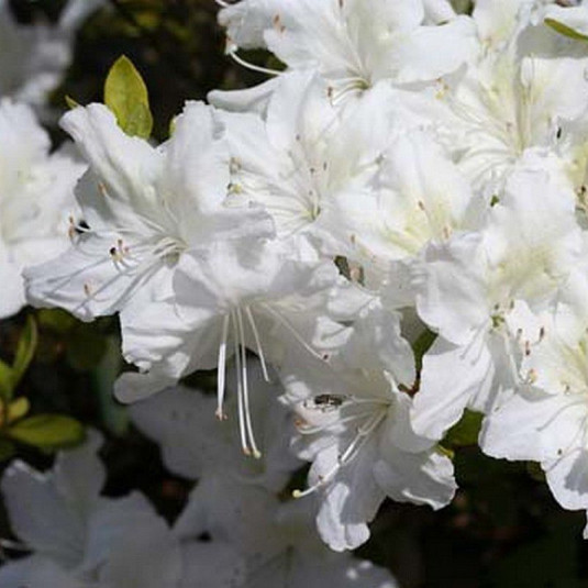 Azalea japonica 'White Lady' * - Azalée japonaise blanc