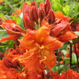 Rhododendron exbury 'Gibraltar' * - Azalée hybride caduque orange